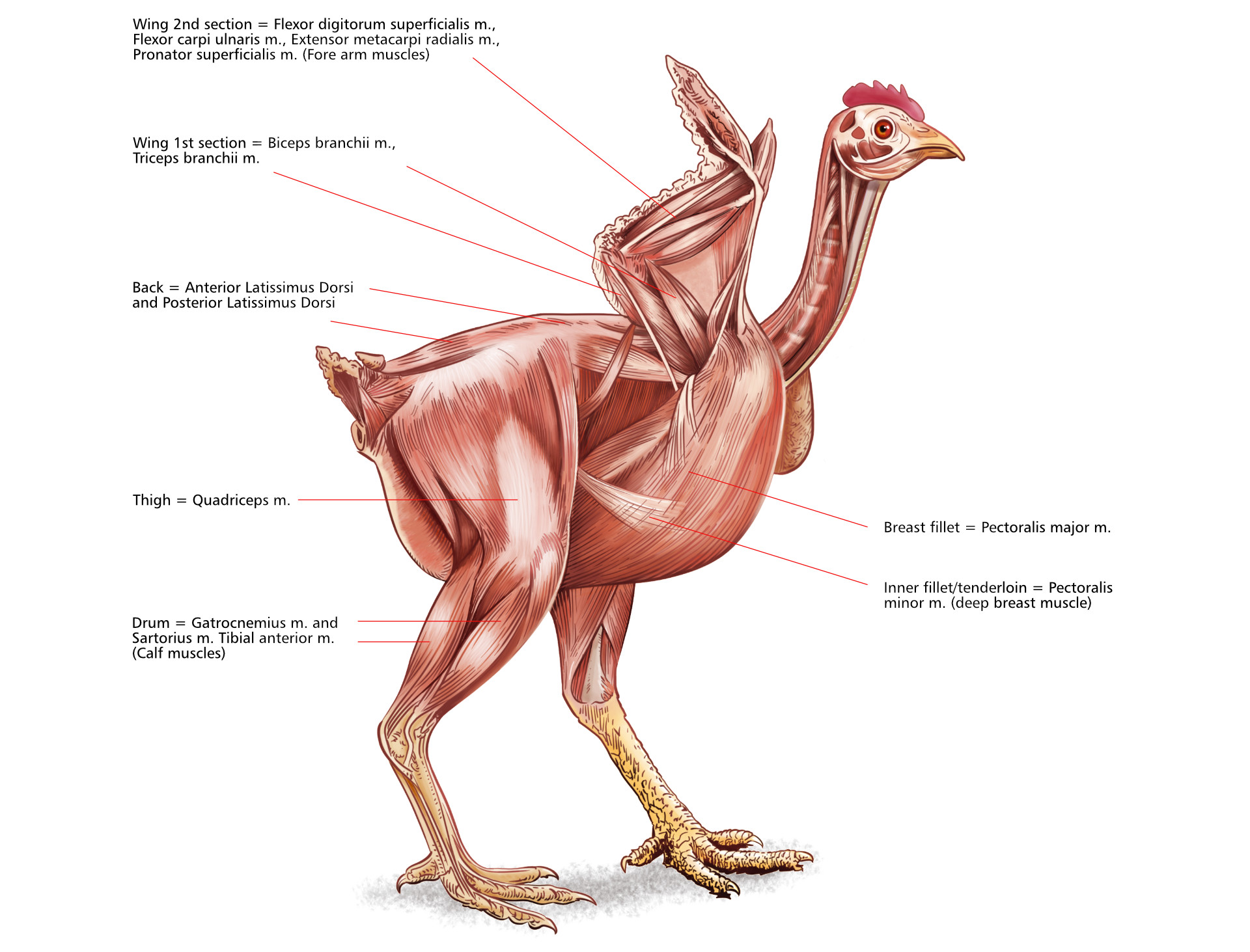 Muscles in a Broiler