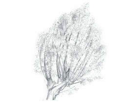Knotwilg
