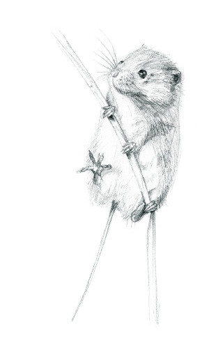 Dwerg muis