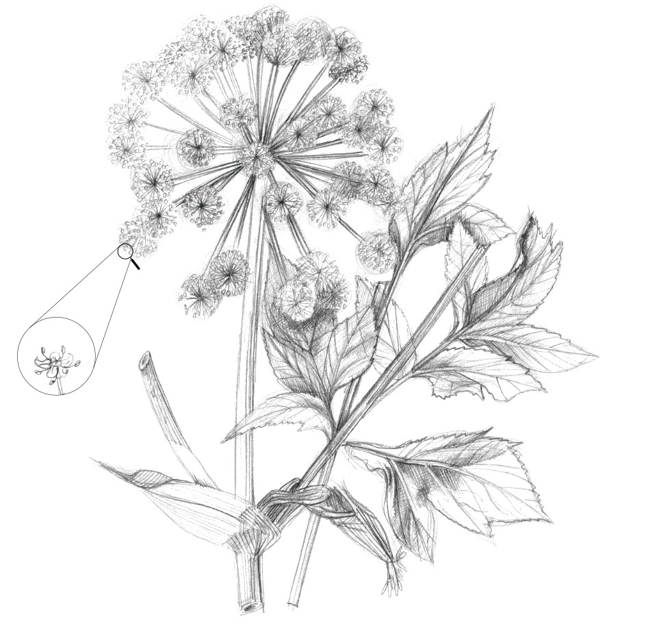 Grote Engelwortel (en close-up van een bloem)