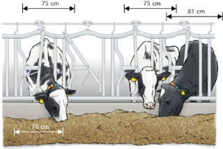Size feeding place
