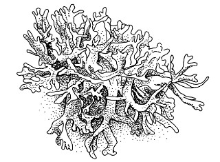 Eikenmos
